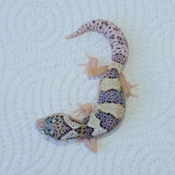 Eclipse Leopard Gecko Hatchling