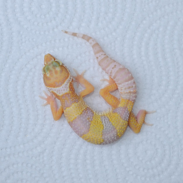 Male APTOR Leopard Gecko Juvenile