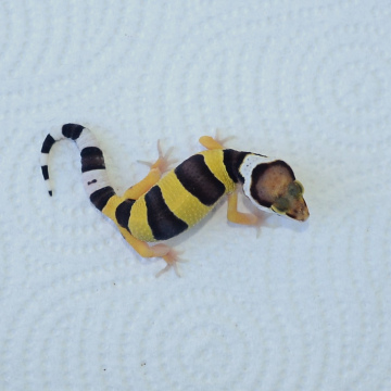 Normal Leopard Gecko Hatchling