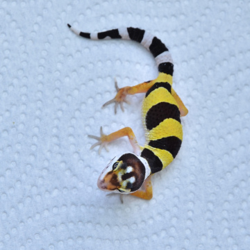 Normal Leopard Gecko Hatchling