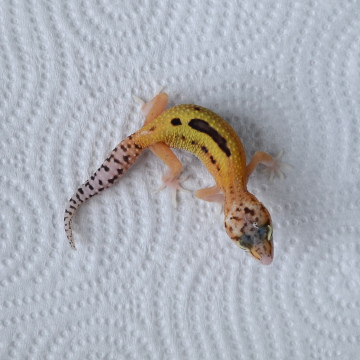 X Leopard Gecko Hatchling