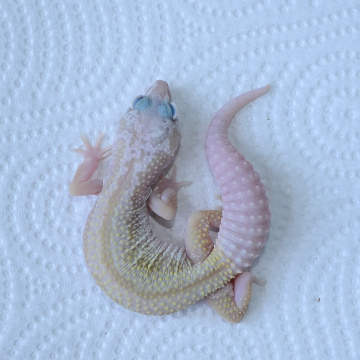 Murphy's Patternless Leopard Gecko Hatchling