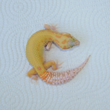 RAPTOR Leopard Gecko Juvenile