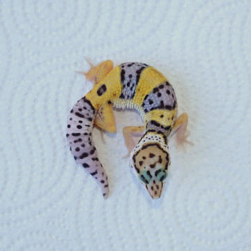 Normal Leopard Gecko Hatchling