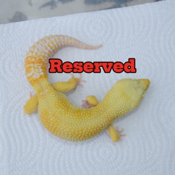 Male Tremper Sunglow Leopard Gecko Adult