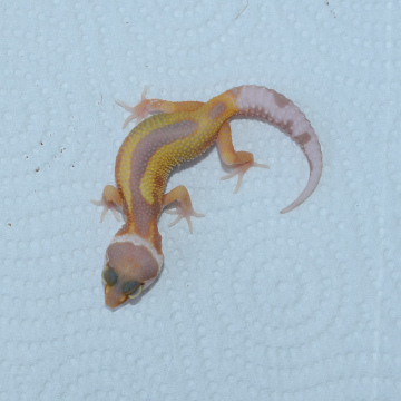 Reverse Stripe APTOR Leopard Gecko Hatchling