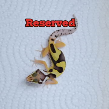 Jungle Leopard Gecko Hatchling